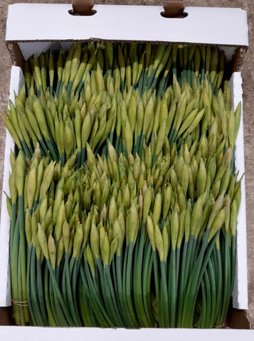Daffodil - Lincolnshire Yellows - BOX of 100 bunches
