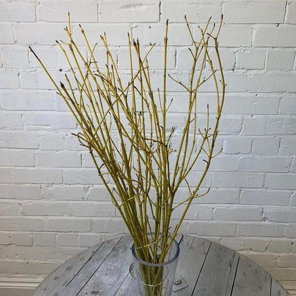 cornwall foliage florist online