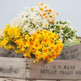 mixed narcissi bundle online sale