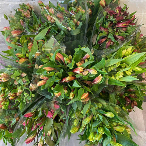 FARM SHOP FLOWERS - Alstro BEN bunches (15 x 5 stems £3.45 bunch)