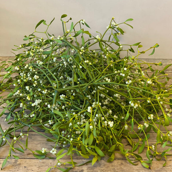 Mistletoe Loose sprigs - British by the kilo