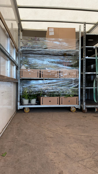 British Grown Indoor Plants - REQUEST LATEST PRICES/CALL BACK