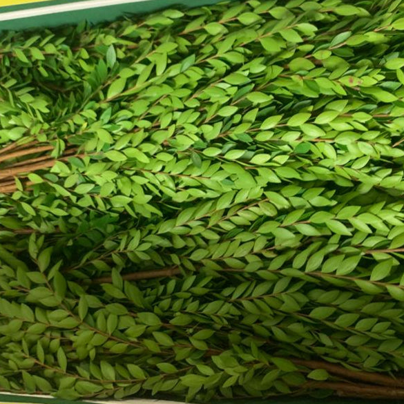 IMPORT - Myrtle Foliage  *Scented*  250gm