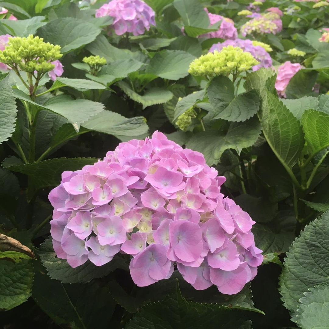 Hydrangea Diamond Pink 60cm - (5 stems)