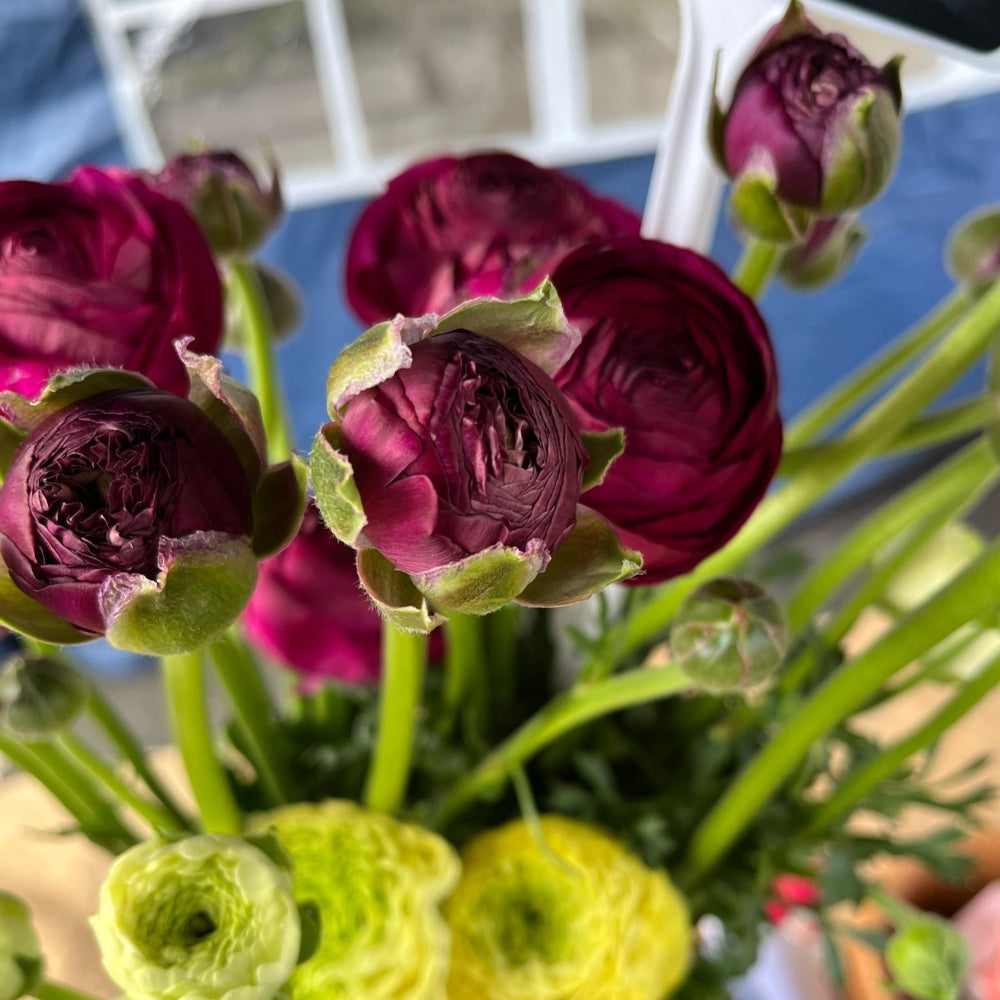 Ranunculus 40cm -Plum- Bunch of 10 stems
