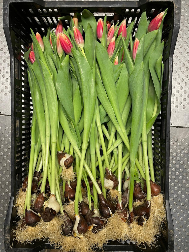 bicolour sustainable tulips