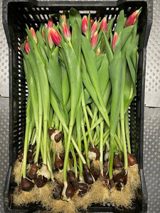 bicolour sustainable tulips