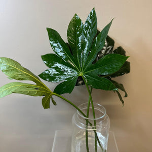 IMPORT - Fatsia leaves 50cm - Bunch of 10 stems