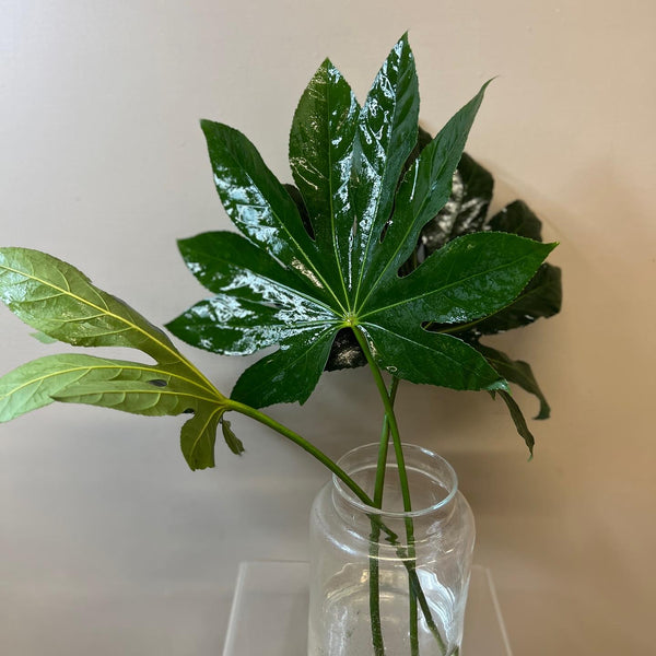 IMPORT - Fatsia leaves 50cm - Bunch of 10 stems