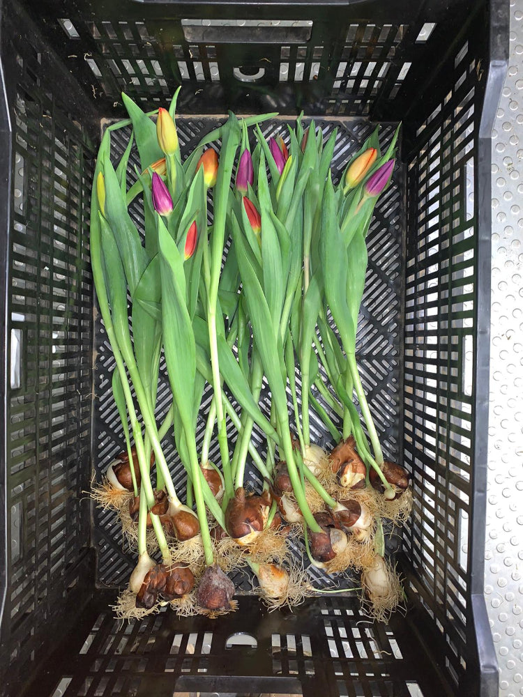 rainbow eco tulips