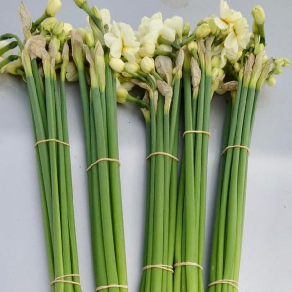 wedding white narcissi wholesale UK
