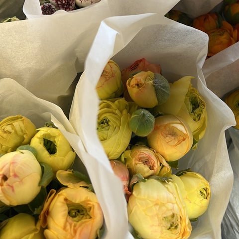 Ranunculus 40cm -Lemon/Apricot -ISH- Bunch of 10 stems