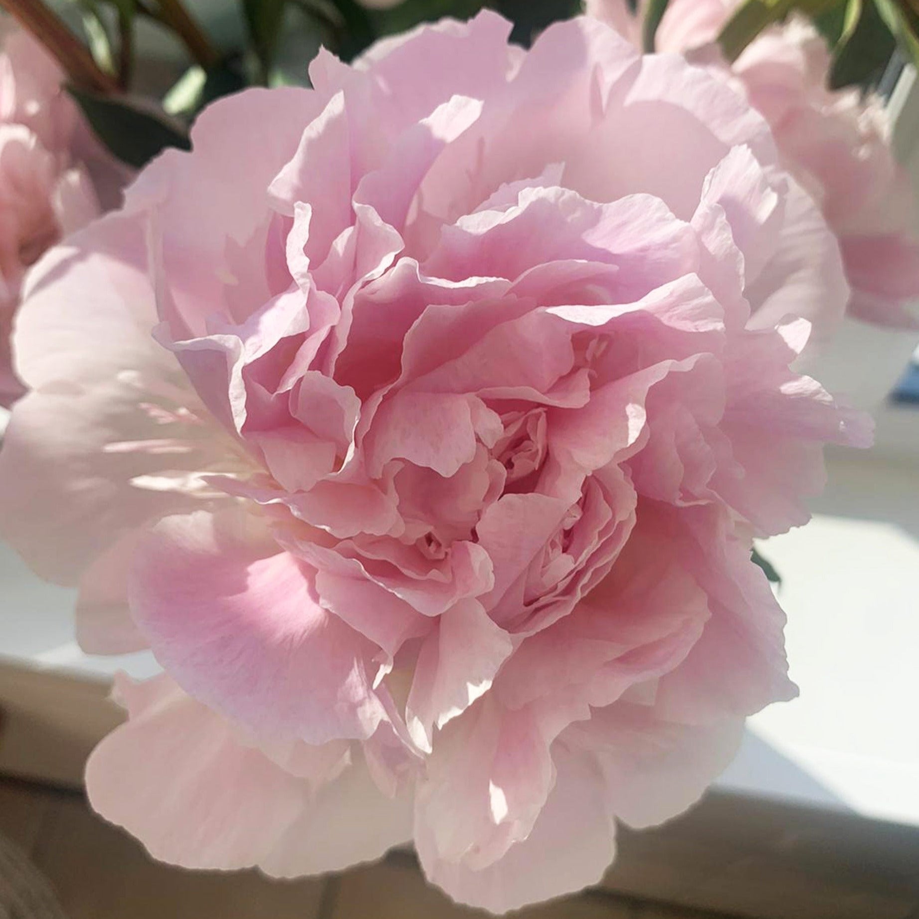 Peony - Alerti 50cm - 100 stems **Box Offer** (91p)
