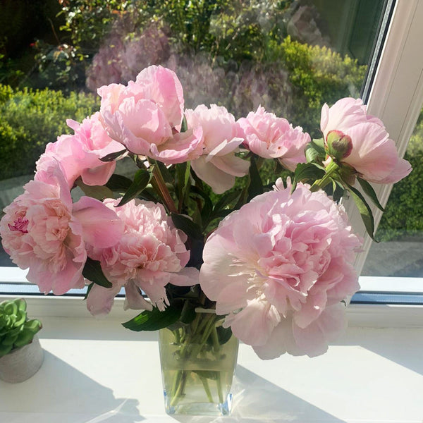 Peony - Alerti 50cm - 100 stems **Box Offer** (91p)