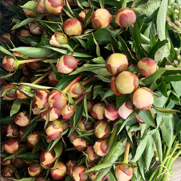 Peony - Alerti 50cm - 100 stems **Box Offer** (91p)