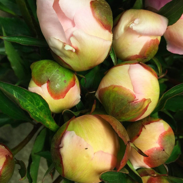 Peony - Alerti 50cm - 100 stems **Box Offer** (91p)