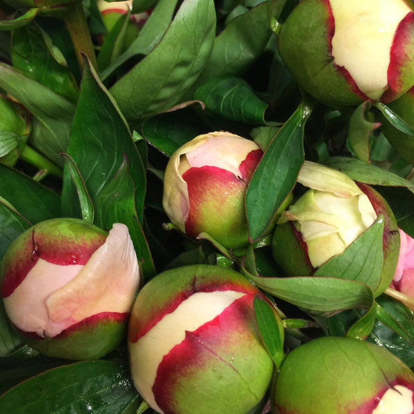 Peony - Alerti 50cm - 100 stems **Box Offer** (91p)