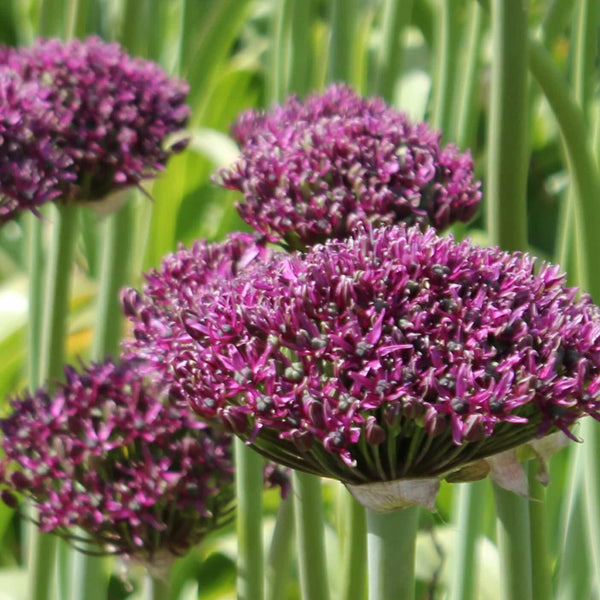 Allium Magic- Purple -10 stems