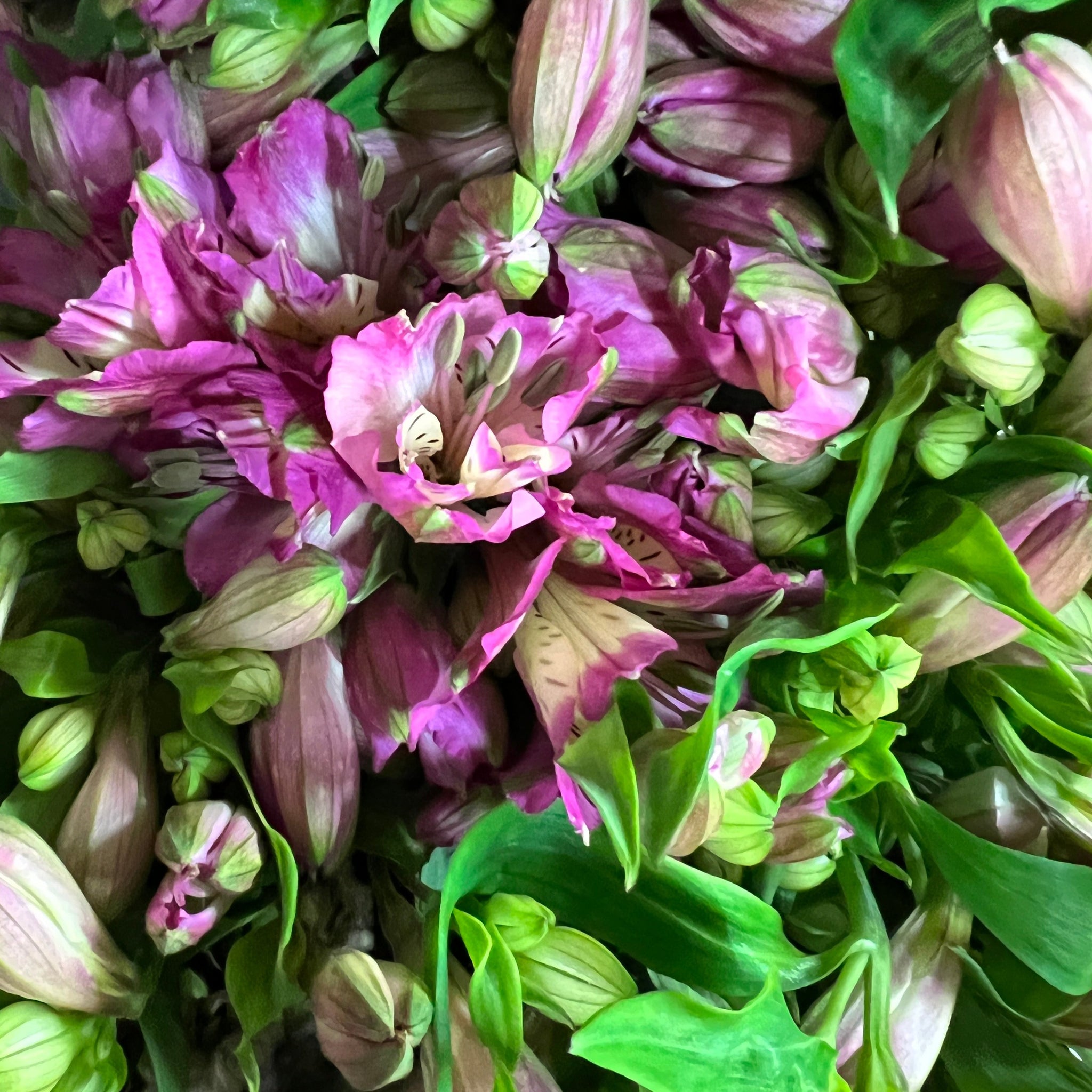 Alstroemeria Cornish Stem Grade Bunch of 10-Lilac