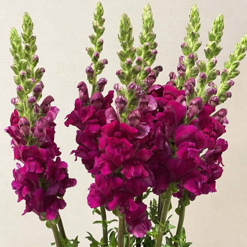 lincolnshire red antirrhinum wholesale flowers