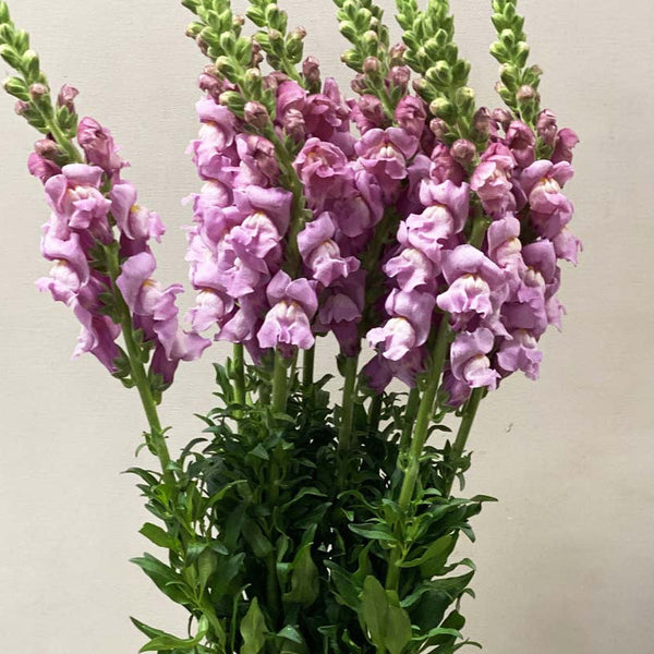 Antirrhinum - Lavender x 10 stems