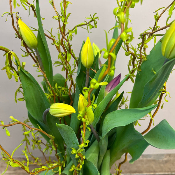10 yellow tulip bulbs, UK-grown in Norfolk, sustainably grown, perfect for displays, Kokedama, and creative floral arrangements