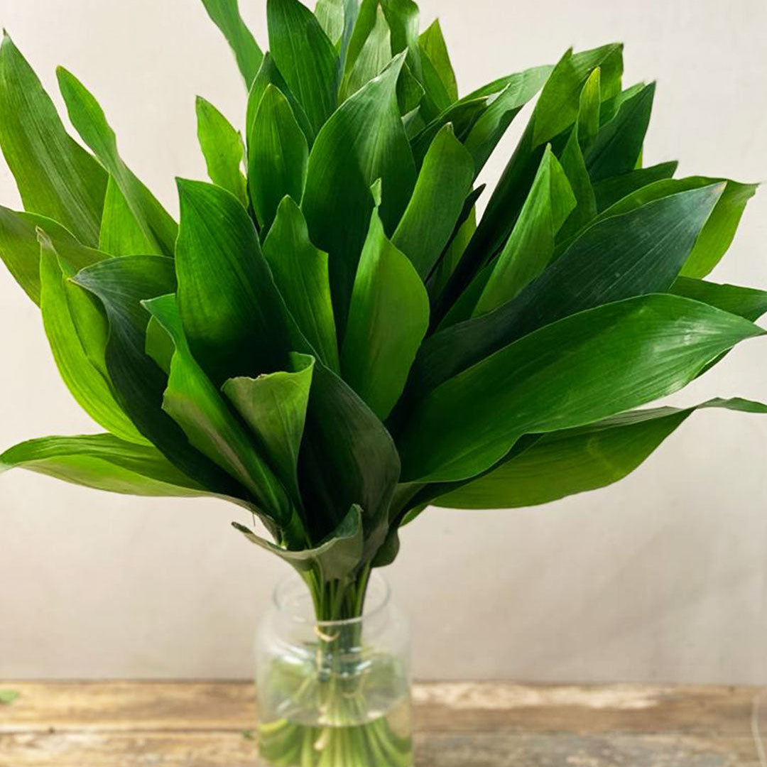 Wrap of 10 long fresh green Aspidistra foliage leaves sourced from the Netherlands.