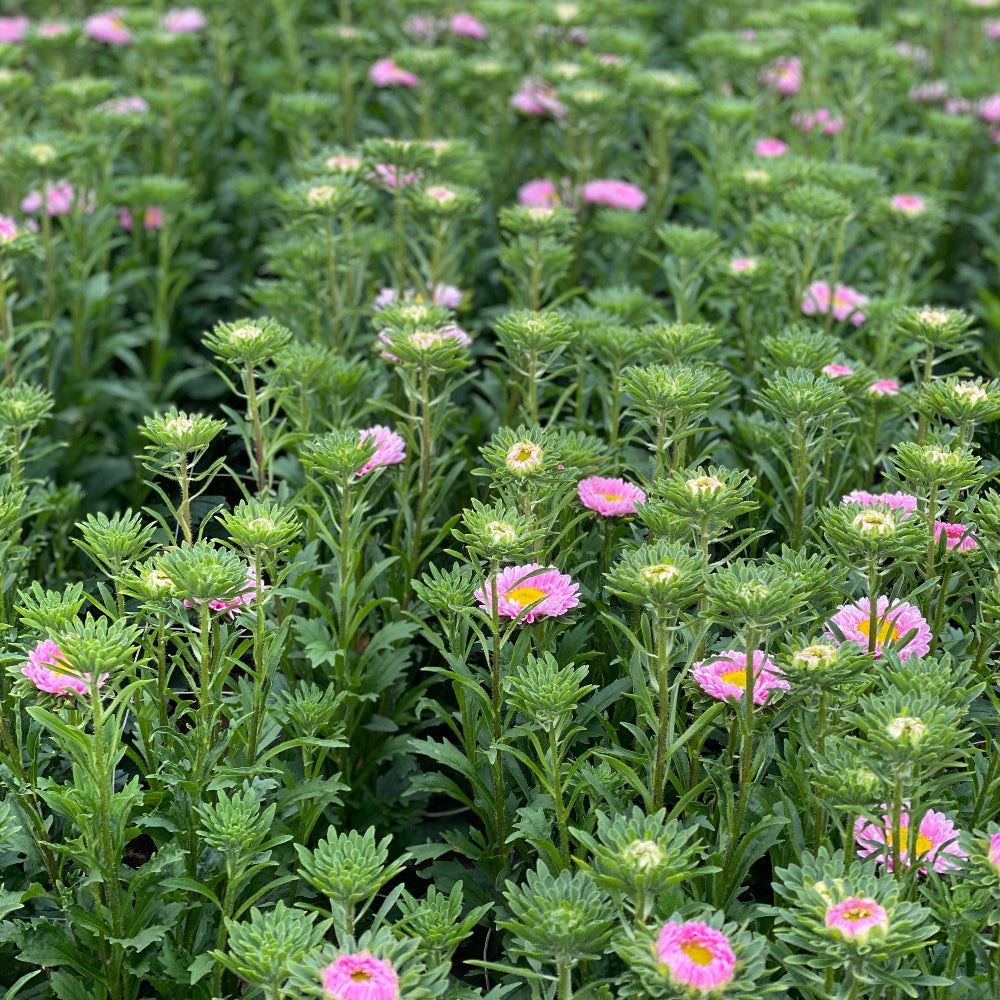norfolk UK aster wholesale blooms