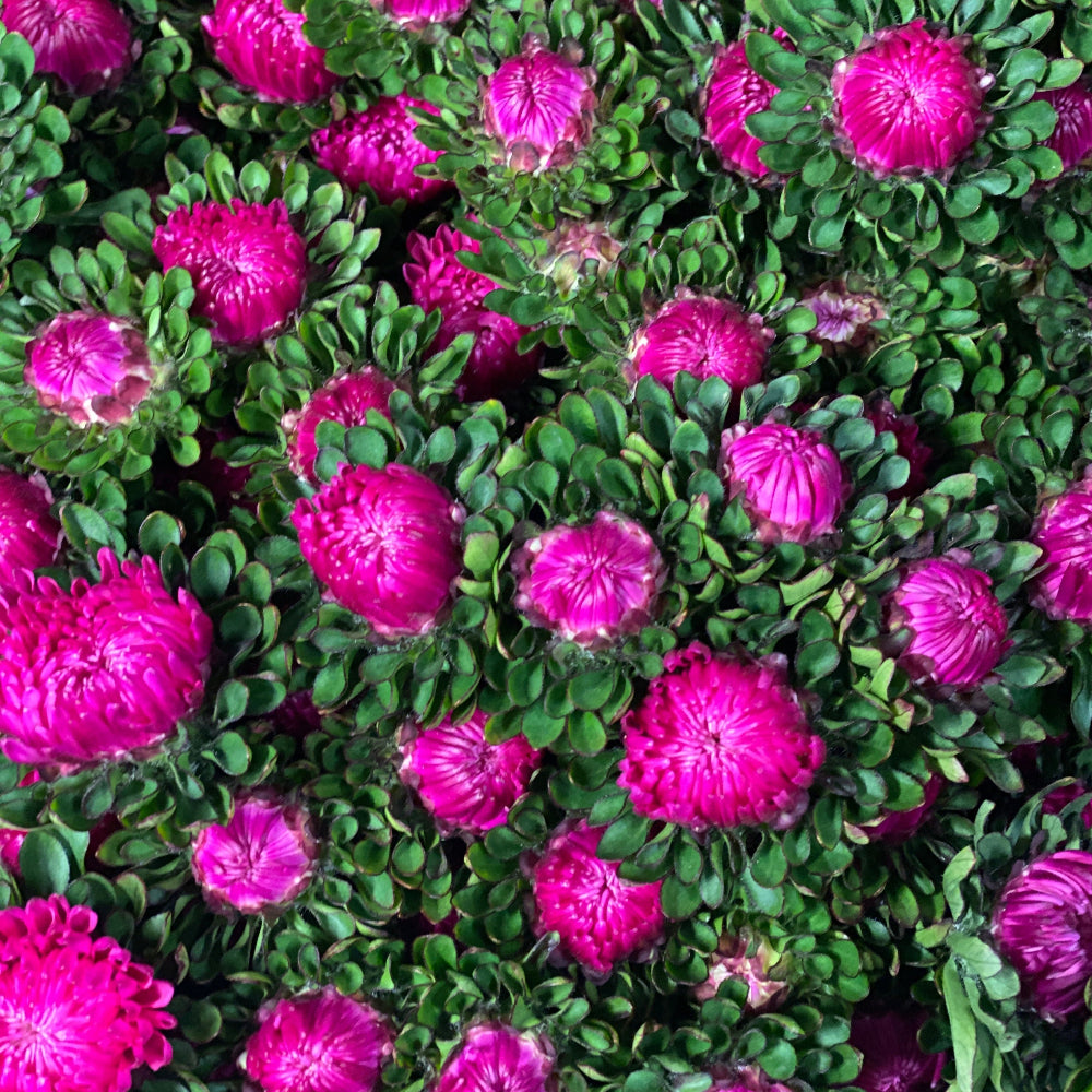dark pink aster norfolk wholesale