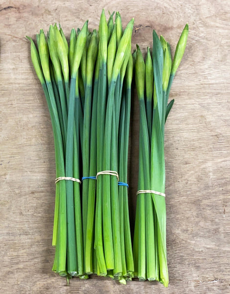 wholesale lincolnshire daffodils UK