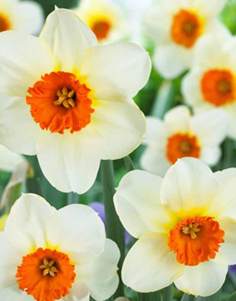 daffodils barratt browning white online