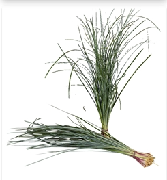 IMPORT - Beargrass Bunch