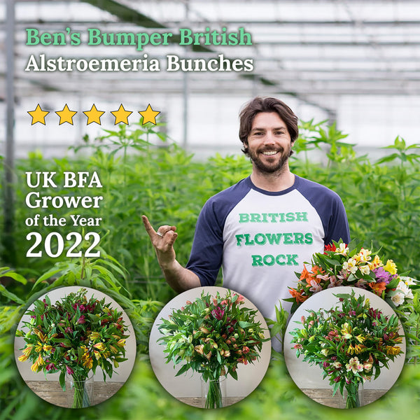 Bens Bumper British Alstroemeria Stem Grade Bunch of 30 - Growers Choice