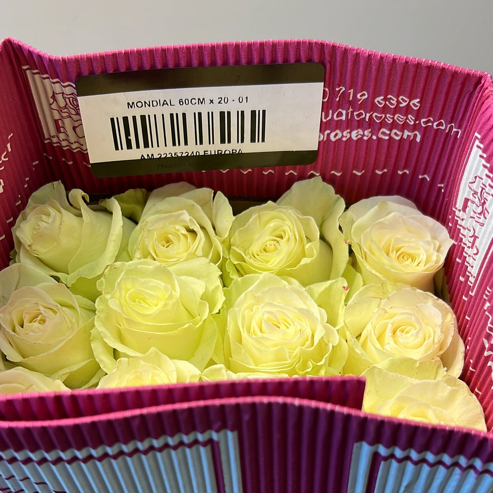 Box of IMPORT ROSE - Large Headed White/Cream Mondial 50cm x 10 stems