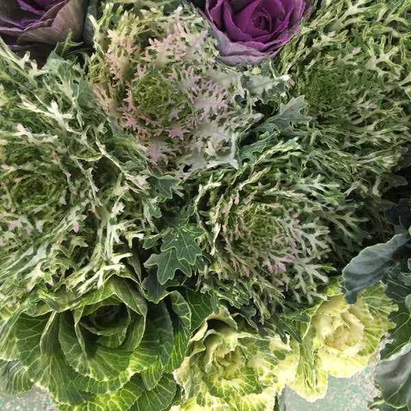Brassica Growers Choice Bunch of 10