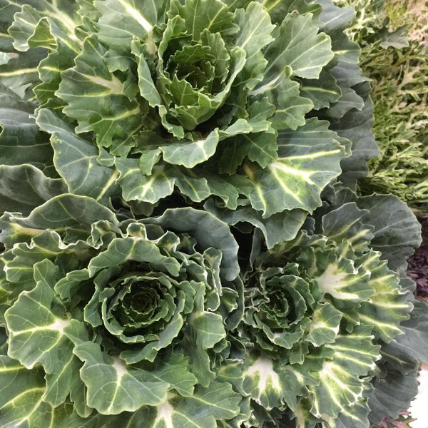 Brassica Growers Choice Bunch of 10