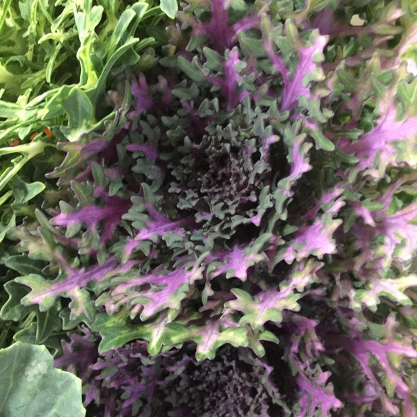 Brassica Growers Choice Bunch of 10