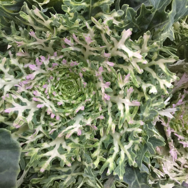 Brassica Growers Choice Bunch of 10