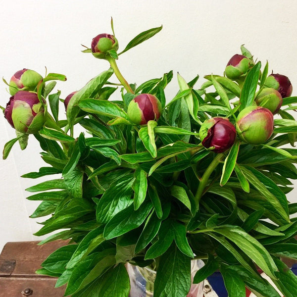 Peony - Red Charm-10 stems