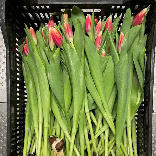 bicolour sustainable tulips