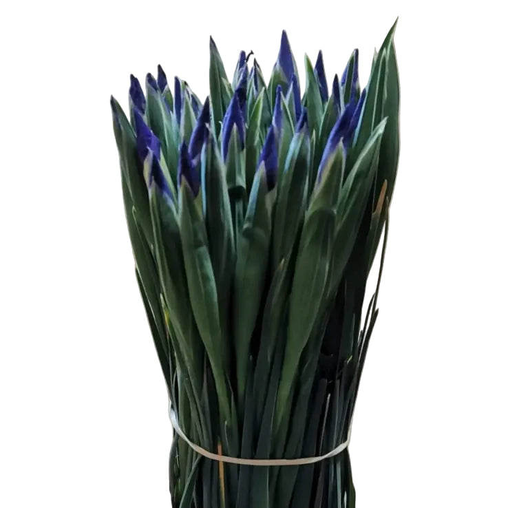 blue iris UK grown lincolnshire