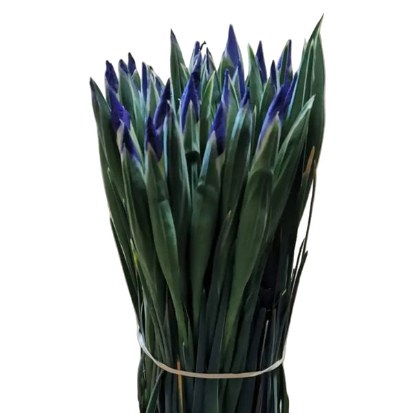 blue iris UK grown lincolnshire 