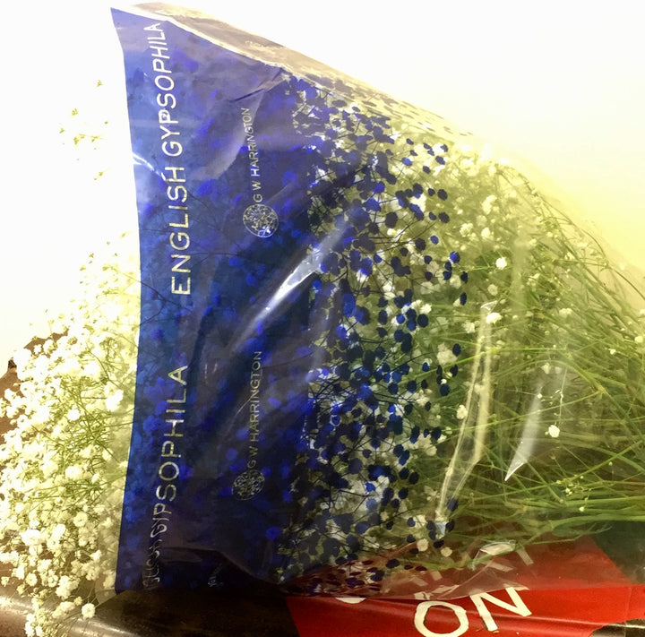 A generous bundle of 25 British-grown white Gypsophila stems, freshly harvested and wrapped in a professional grower&