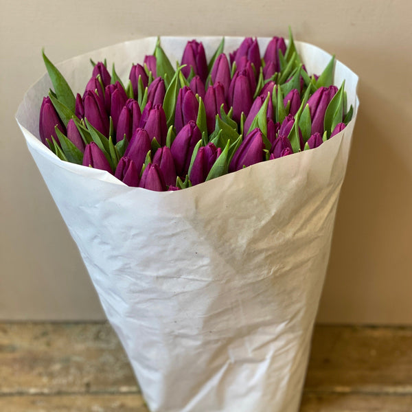 eco tulips lincolnshire