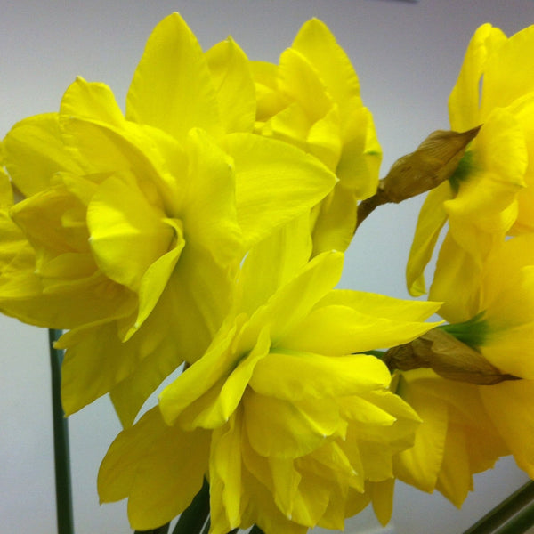 Close up of Lincolnshire Double Golden DucatLincolnshire Double Golden Ducat