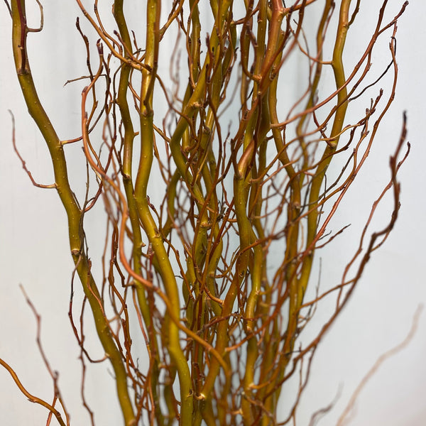 Close-up of wobbly willow branches against a light background