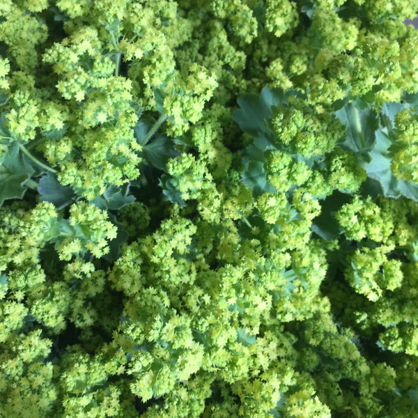 cambridgeshire green flowers wedding work online florist