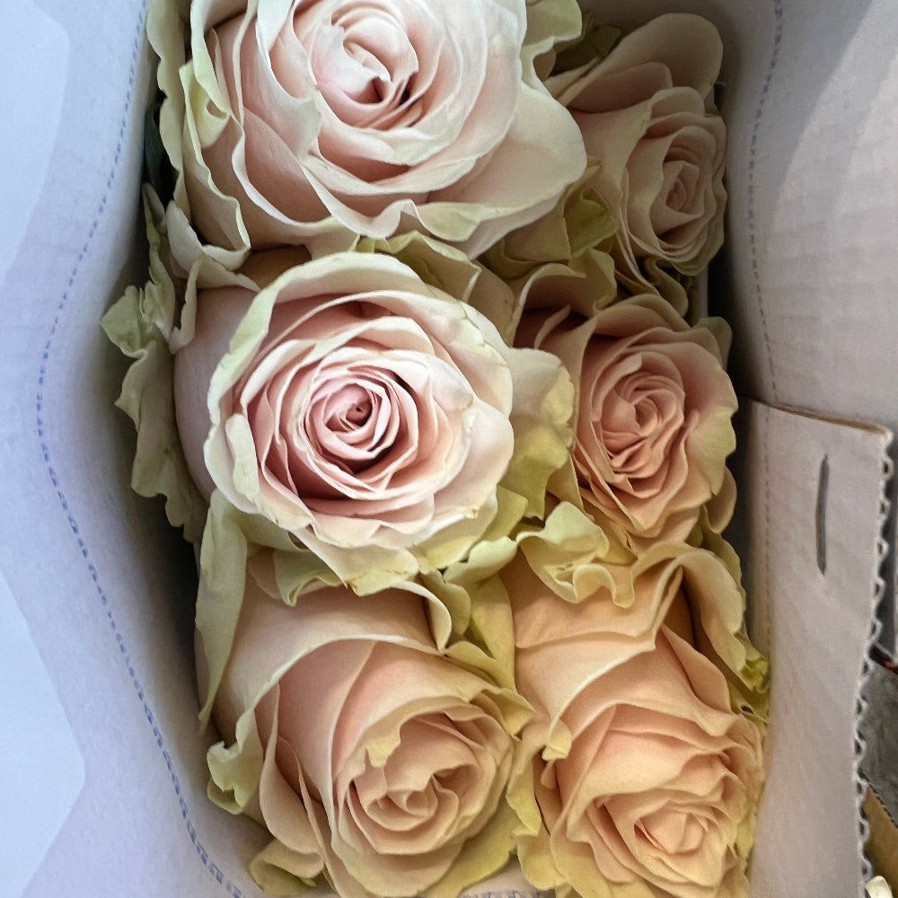 Wholesale pink rose stems, Columbian import Mondial roses for Valentine’s Day bouquets, delivered fresh at 50cm
