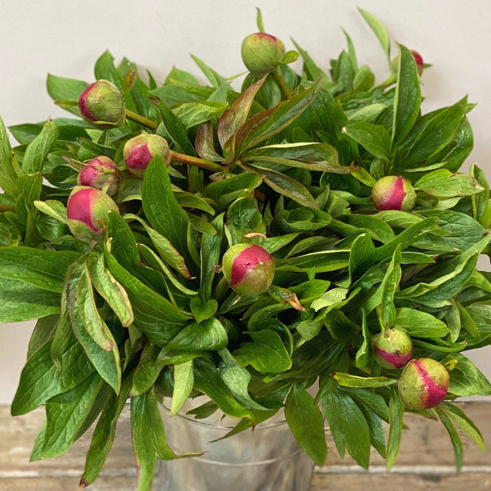 uk flowers peony online wholesale