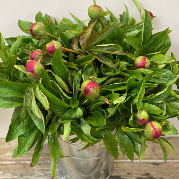 buy pink red peony online UK